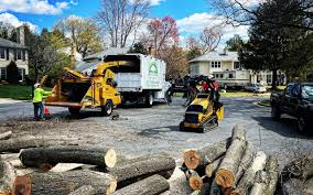 Best Stump Grinding and Removal  in St Cloud, MN